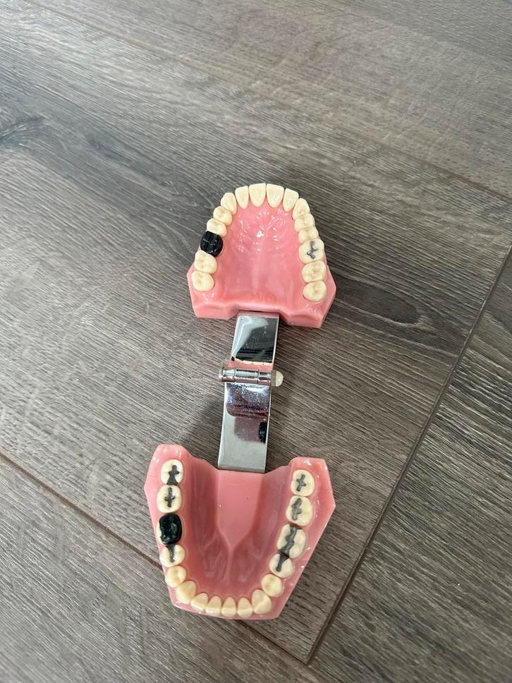 Kaakmodel voor mondzorgkunde/ tandheelkunde studie, Boeken, Studieboeken en Cursussen, HBO, Beta, Ophalen of Verzenden