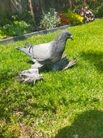 Jonge Gentse Kroppers, Postduif