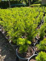 Taxus baccata 40 cm in pot €3,50, Ophalen, Laurier, Minder dan 100 cm