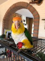 Gezocht vrouwtje caique, Dieren en Toebehoren, Vrouwelijk, Papegaai