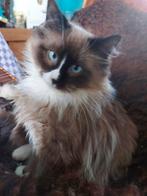 Lieve Ragdoll katertjes, Kater, Gechipt