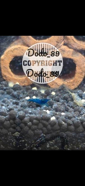 Blue velvet garnalen. Blauwe garnalen beschikbaar voor biedingen