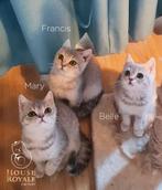 Prachtige brits / britse korthaar kittens met STAMBOOM, Dieren en Toebehoren, Meerdere dieren, Gechipt