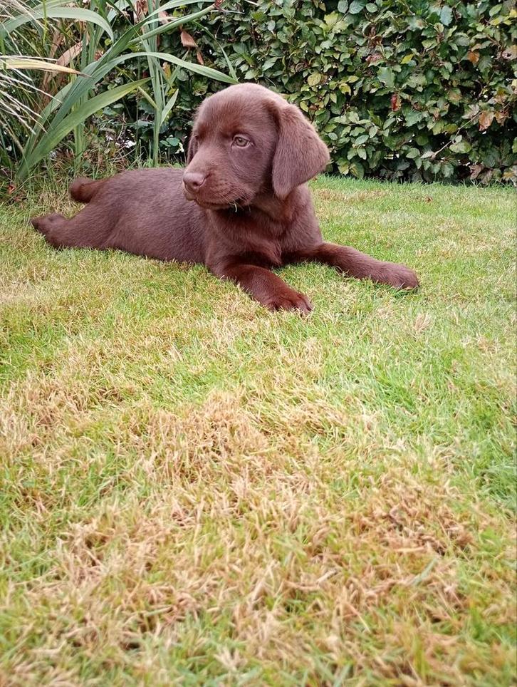 8 lieve chocolad bruine labrador pups., Dieren en Toebehoren, Honden | Retrievers, Spaniëls en Waterhonden, Meerdere dieren, Labrador retriever