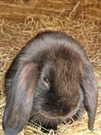 Te koop nhd, Dieren en Toebehoren, Konijnen, Mannelijk, Dwerg