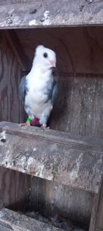 Meeuwtje zuiver, Dieren en Toebehoren, Vogels | Duiven, Geslacht onbekend