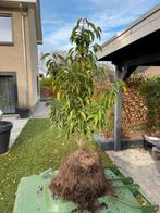 Portugese Laurier - 40-50cm, Tuin en Terras, Planten | Bomen, Overige soorten, Lente, Minder dan 100 cm, Ophalen