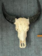 Echte schedel waterbuffel., Huis en Inrichting, Woonaccessoires | Wanddecoraties, Zo goed als nieuw, Ophalen