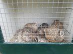 Japanse kwartels, Meerdere dieren