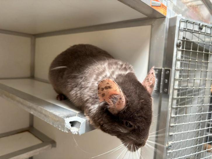 Eevee & Vaiana – duo chinchilla’s met pit, Dieren en Toebehoren, Knaagdieren, Vrouwelijk, Chinchilla, Mei