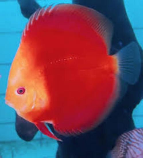 Discus Red Valintine 8 cm - Siner - Koidreams, Dieren en Toebehoren, Vissen | Aquariumvissen, Zoetwatervis, Vis