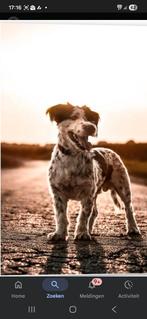 Gevraagd kleine hond teef tot 2 jaar, Dieren en Toebehoren, Honden | Niet-rashonden, Rabiës (hondsdolheid), 1 tot 2 jaar, Teef