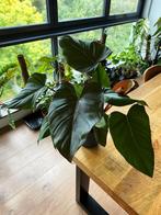 Philodendron Summer Glory met twee groeipunten, Overige soorten, In pot, Minder dan 100 cm, Groene kamerplant