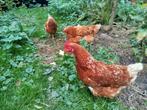 Gratis kippen ophalen 2-3 jaar oud, Dieren en Toebehoren, Vrouwelijk, Kip