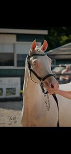 Cremello top merrie!!, Dieren en Toebehoren, Pony's, Merrie, D pony (1.37m tot 1.48m), Gechipt