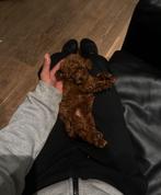 Klein blijvende reutje toypoedel toy poedel, Dieren en Toebehoren, Reu, 8 tot 15 weken, Eén hond, CDV (hondenziekte)