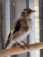 Major putter pop, Dieren en Toebehoren, Vogels | Overige Vogels, Vrouwelijk, Wildzangvogel, Geringd