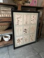 Oude herbarium **het geruite roosje**, Antiek en Kunst, Curiosa en Brocante, Ophalen