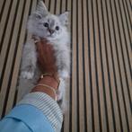 Ragdoll kittens mogen nest verlaten, Dieren en Toebehoren, Katten en Kittens | Raskatten | Langhaar, Meerdere dieren, Ontwormd