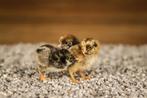 Barnevelder kriel kippen kuikens | Gesekst en Ingeënt, Dieren en Toebehoren, Pluimvee, Vrouwelijk, Kip