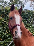 Super brave E pony vos 1.53m, Gechipt, Dressuurpony, L, 11 jaar of ouder