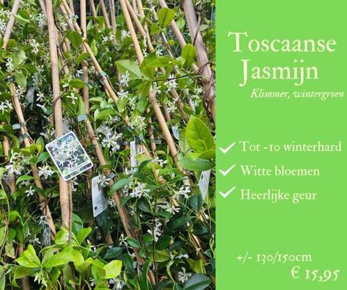 Laagste prijs Toscaanse Jasmijn - Trachelospermum, Tuin en Terras, Planten | Struiken en Hagen, Haag, Overige soorten, 100 tot 250 cm