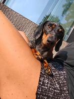 Teckel dekreu (niet te koop), Dieren en Toebehoren, België, Particulier, Rabiës (hondsdolheid), Reu