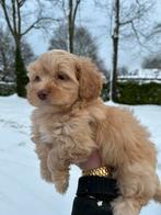 Maltipoo pups, maltezer x toy poedel, Dieren en Toebehoren, Honden | Chihuahua's en Gezelschapshonden, Nederland, Overige rassen