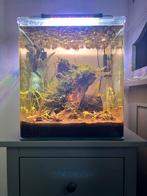 Dennerle Cube 60L, vrijwel nieuwe startersset, Ophalen, Zo goed als nieuw, Gevuld zoetwateraquarium