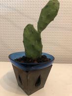 Cactus Opuntia in blauwe glazen pot, Overige soorten, Volle zon, Vaste plant, Ophalen of Verzenden