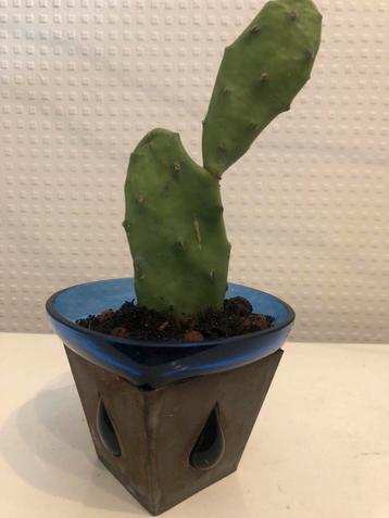 Cactus Opuntia in blauwe glazen pot beschikbaar voor biedingen