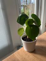 Speciale pannenkoek plant, Huis en Inrichting, Kamerplanten, Ophalen, Overige soorten, Minder dan 100 cm, Volle zon