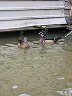 Siereenden, Dieren en Toebehoren, Pluimvee, Meerdere dieren, Gans of Zwaan