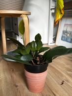 Small Ficus Elastica Robusta - Rubberplant, Vaste plant, Bloeit niet, Halfschaduw, Ophalen