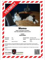 Poes (Momo) vermist in Assen-Oost, Dieren en Toebehoren, Kat