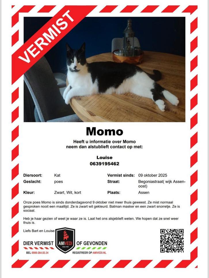 Poes (Momo) vermist in Assen-Oost, Dieren en Toebehoren, Vermiste en Gevonden Dieren, Kat