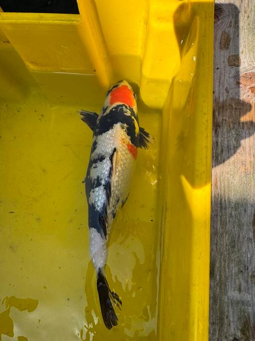 Ginrin Showa Yonsai (4 jaar), Dieren en Toebehoren, Vissen | Vijvervissen, Karper of Koi