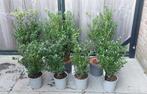 Ilex Max. Japanse Hulst - Diverse Maten, Vaste plant, Bloeit niet, Halfschaduw, Ophalen