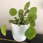 pannekoekplant, Ophalen, Overige soorten, Halfschaduw, In pot