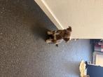 Langharige choco chihuahua teefje, Dieren en Toebehoren, Rabiës (hondsdolheid), 8 tot 15 weken, Teef, Meerdere