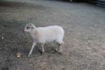 schapen, Dieren en Toebehoren, Schapen, Geiten en Varkens, Mannelijk, Schaap, 0 tot 2 jaar