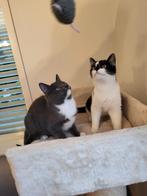 Prachtige katerbroertjes zoeken liefdevol, blijvend thuis!, Dieren en Toebehoren, Katten en Kittens | Raskatten | Korthaar, Kater