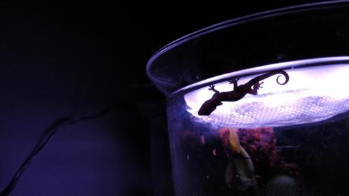 Jonge rouwgekko's - Lepidodactylus lugubris, Dieren en Toebehoren, Reptielen en Amfibieën, Amfibie, 0 tot 2 jaar