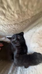 1 zwarte kitten te koop, Dieren en Toebehoren, Katten en Kittens | Raskatten | Korthaar, Poes, Ontwormd