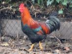 Welsumer hanen, Dieren en Toebehoren, Mannelijk, Kip