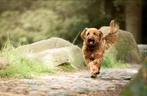 Oppas gezocht voor onze hond Fiene (vast), Ophalen
