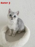 Britse korthaar kittens, Kater, Ontwormd, 0 tot 2 jaar