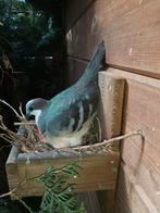 Dolksteekduif, Dieren en Toebehoren, Meerdere dieren, Tropenvogel, Geringd