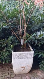 Vibernum, Overige soorten, Zomer, Ophalen, Volle zon