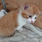 1 lieve en mooie rode met wit kitten kater, Dieren en Toebehoren, Katten en Kittens | Overige Katten, Kater